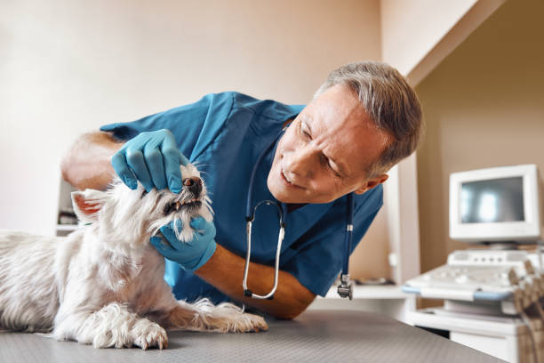 Best Broken or Cracked Tooth Emergency Dentist in Pineville, KY